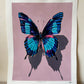 "Butterfly Study"