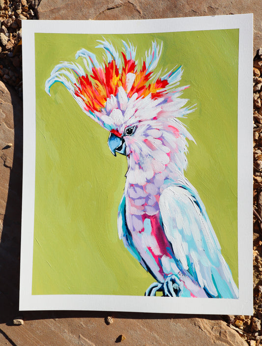 "Cockatoo Study"