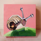 "caracol"