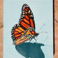 "monarch study"