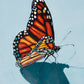 "monarch study"